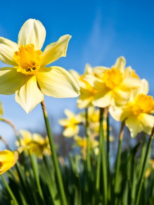 Terve taas! Viime vuoden pikkunarsissit nousevat pirteinä kukkapenkistä.