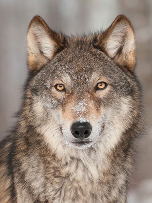 Onko sinussa sisällä ehkä susi vai kenties perhonen? 