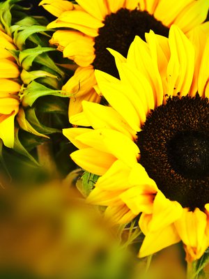 Yhdestä auringonkukasta saa kelpo kourallisen siemeniä.