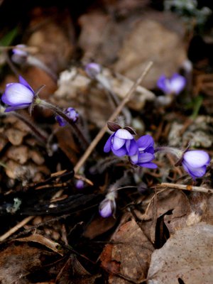 Keväinen metsä on ihana! Siellä voi tavata rakkaita vanhoja tuttuja.