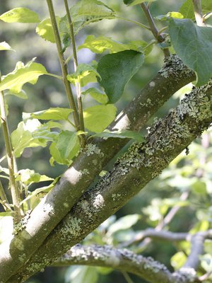 Kun omenapuun leikkaa nyt, se kasvattaa vähemmän vesiversoja.