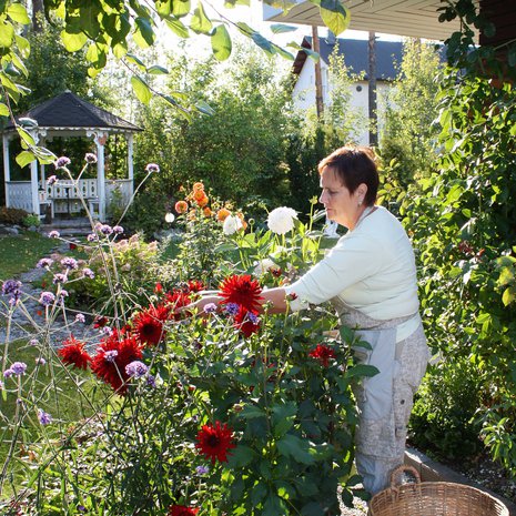 Daaliat kukittavat Marjatta Läspän puutarhaa vielä syyskuussakin, aina siihen asti, kunnes halla vierailee.
