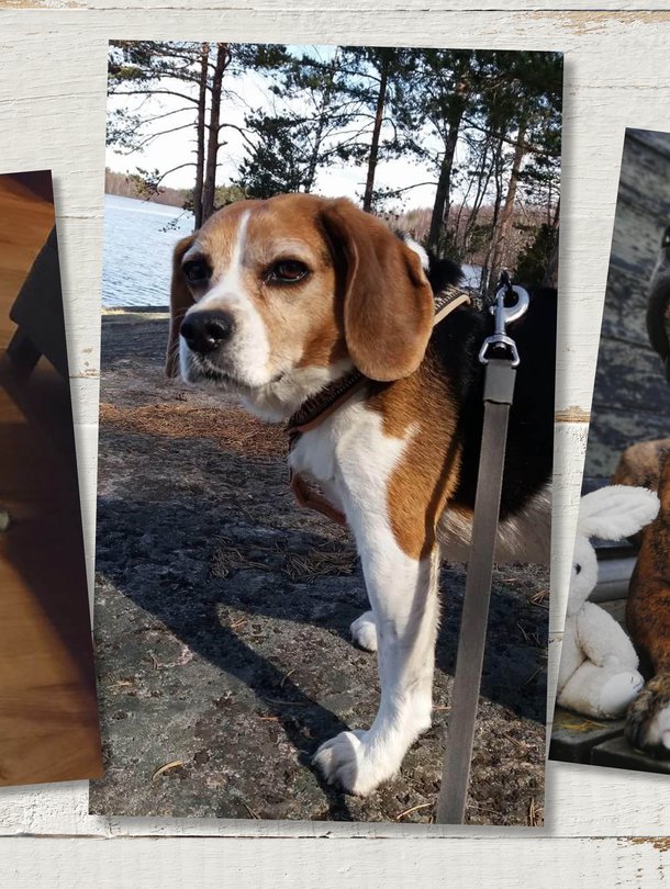 Koirilla on uskomaton kyky aistia tunteita ja lohduttaa, tietävät näiden koirien omistajat Katja, Jyrki ja Tytti.