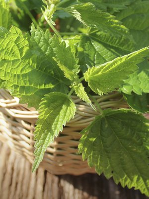 Muutakin kuin ruokaa: Nokkosista tehdyn vihdan pitäisi auttaa nivelkipuihin. Jos pelkäät kirvelyä, hauduta vihtaa ennen käyttöä. 