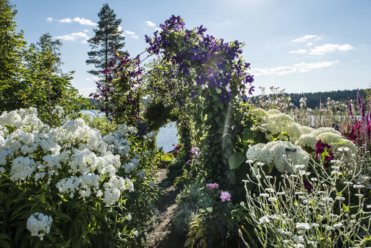 Jokisten puolen hehtaarin rinnetontti levittäytyy kodin ja loma-asunnon ympärillä järven rannalla Keski-Suomessa. Kärhöpolun alussa vasemmalla kukkii nimetön vanha valkoinen kiiltoleimu. Lisäksi polun varrella kukoistavat Clematis Romantica, Clematis Etoile Violette ja pallohortensia Annabelle.