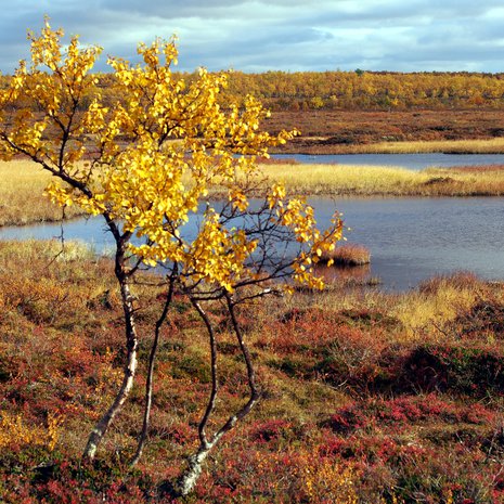 Kevät on harmaa ja hailakka, syksy on keltainen, punainen, ruskea, vihreä ja oranssi, syysihmiset tietävät.
