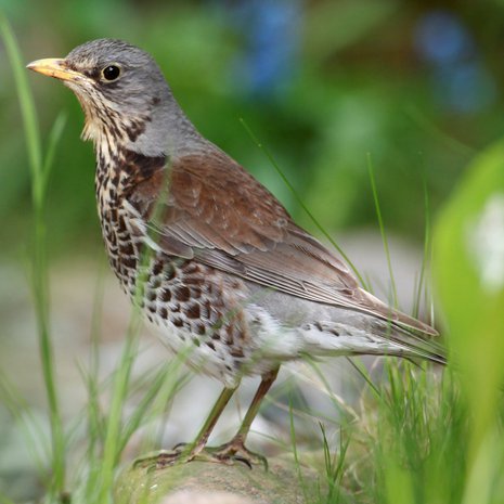 Rakas räkätti. Tervetuloa taas meidänkin puutarhaan.
