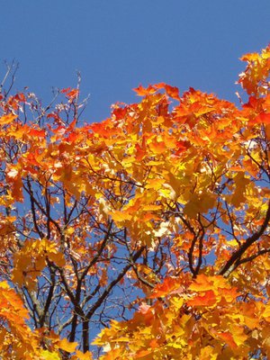 Syksy on Suomessa melkein sietämättömän kaunis.