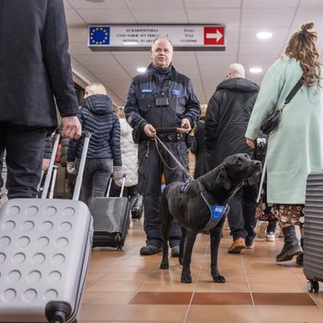 Kun Pepi haistaa huumeita, se jähmettyy ja tökkää kuonollaan kohdetta.