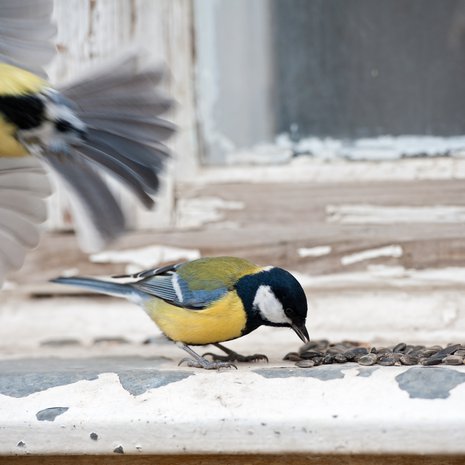 Ikkunan takana vilahti jotain! 