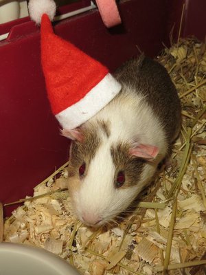 Marsulle löytyi glögipullon jouluasusta tarpeeksi pieni tonttulakki. – Tastula