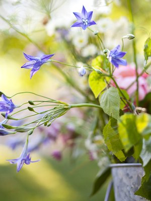 Juhannuksena kukat ovat kauneimmillaan, joten niitä kelpaa poimia kyllä.