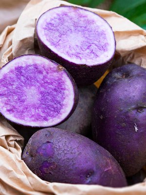 Läpisininen 'Blue Congo' on vanha perunalajike, joka kasvaa melko hitaasti. Sato valmistuu aiemmin, kun idätät siemenperunoita muutaman viikon.