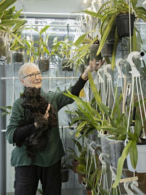 ”Pieni kääpiösnautserin pentu Indy auttaa mielellään istutustöissä. Minä tarkistan, näkyykö nuppuja ja  ovatko juuret kunnossa”, Gunnel kertoo. Ylärivin ja oikean reunan  orkideat ovat lähes kaikki venuksenkenkiä, eli Paphiopedilumeja. Taustalla ja vasemmalla näkyvät ovat  Katleija-sukua.