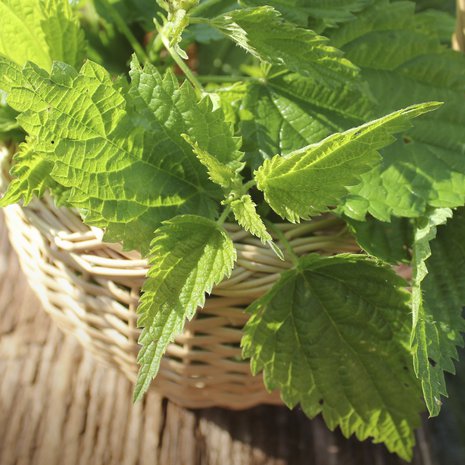 Muutakin kuin ruokaa: Nokkosista tehdyn vihdan pitäisi auttaa nivelkipuihin. Jos pelkäät kirvelyä, hauduta vihtaa ennen käyttöä. 