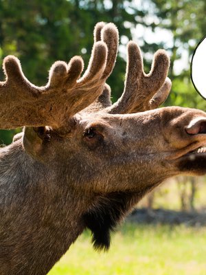 Aika monia meistä luullaan hirviksi.