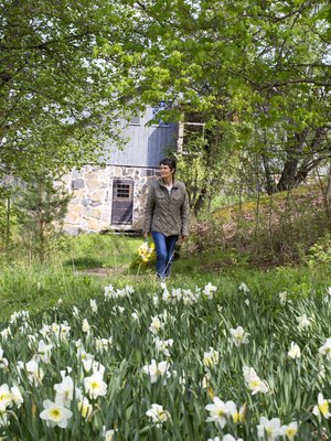 Lena Aschan istutti kotitilansa maille valtavan narsissipellon. Tähtinarsissi 'Ice Follies' vaalenee kukinnan edetessä valkoisesta ja sitruunankeltaisesta kokovalkoiseksi.