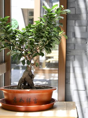 Bonsai-puuksi kasvatettu varjoviikuna viihtyy talvella melkein kuivana.