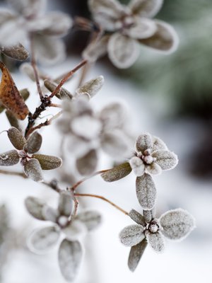 Kuura peittää alppiruusuja, mutta kukkaaihiot enteilevät jo ensi kevään kukintaa. Dahurianalppiruusu kukkii jo toukokuun alun tienoilla.
