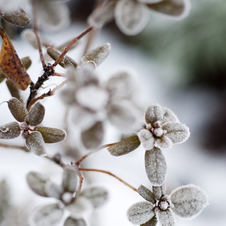 Kuura peittää alppiruusuja, mutta kukkaaihiot enteilevät jo ensi kevään kukintaa. Dahurianalppiruusu kukkii jo toukokuun alun tienoilla.