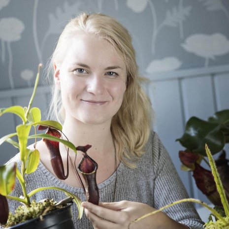 Kannukasvi ’Nepenthes muluensis x lowii’ on Sirun suosikki: ”Jään sanattomaksi, kun katson sitä.”