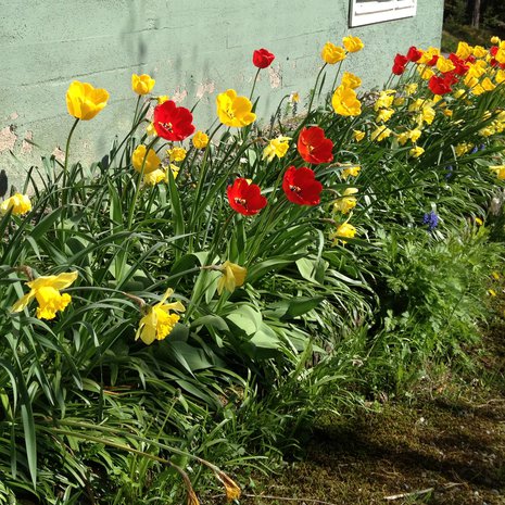 Sieltä ne nousevat ensi keväänä, kaikki suloiset sipulikukat!
