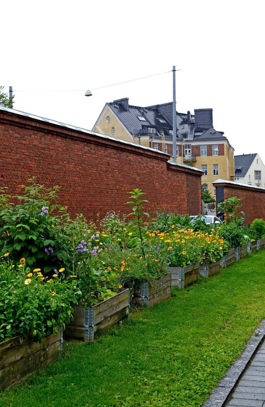 Katajanokan vanhan vankilan pihasta on tullut naapuruston kasvimaa. Asukkaiden lomaillessa talonmies Kalevi Korhonen kastelee laatikoita ja saa palkaksi satoa.