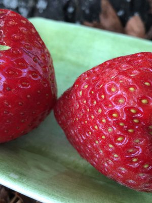 Kun ruotsalainen ja suomalainen mansikka kohtasivat, auringossa kypsynyt voitti ylivoimaisesti.