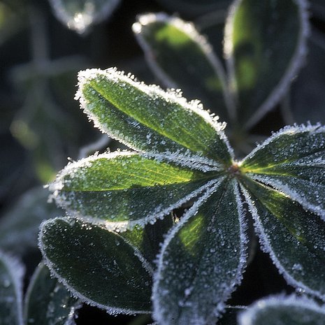 Pienellä vaivalla autat pihasi kasvien selviytymistä uuteen kasvukauteen.