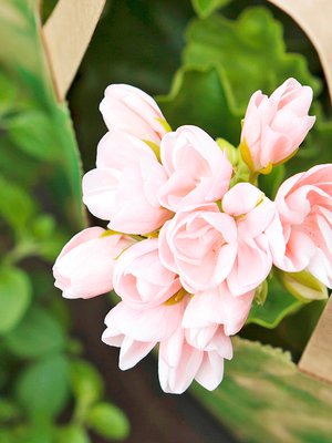 Tulppaanipelargoni on kaunis pienikukkainen tulppaanilajike.