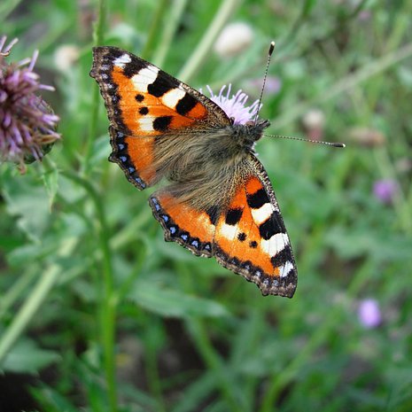 Nokkosperhonen tykkää ohdakkeista.