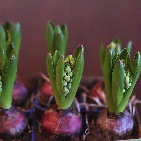 Aivan alkuun istutukset viedään pimeään ja viileään. 