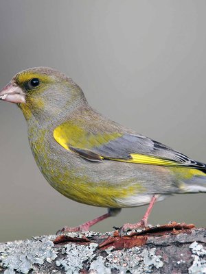 Viherpeipolla on siipien reunassa kirkkaan kellanvihreä juova.