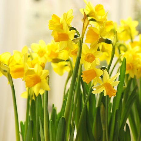 Karaistuttuaan pikkunarsissit selviävät ulkona jopa kymmenestä pakkasasteesta. Aika sissejä!