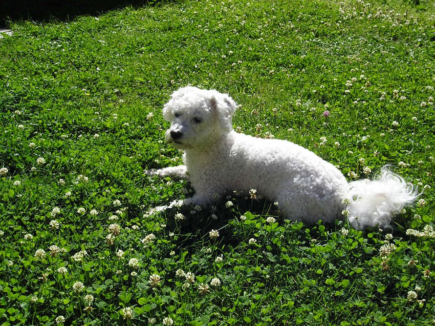 Oiva on rodultaan Bichon Frise, ja hänellä on värikäs menneisyys.