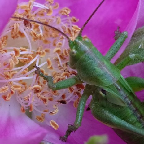 "Heinäkuussa heinäsirkka ruusussa istuskeli." Kuva: Lena Veronika Isabel