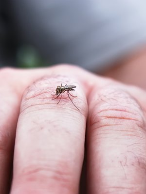 On totta, että nämä pirulaiset osaavat valita uhrinsa. 