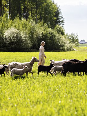 Veera Hongisto, 29, työskentelee pörssiyhtiön viestinnän asiantuntijana ja asuu muusikkomiehensä Sakari Tuomolan kanssa sukutilalla Huittisissa. Pariskunta pyörittää Ihantolan lammastilaa, joka tuottaa karitsanlihaa sekä taljoa.