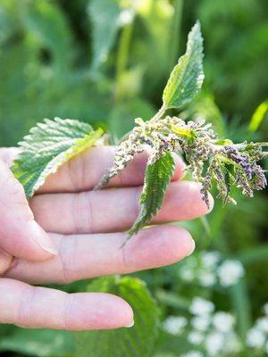 Nokkonen on oikea ihmekasvi. Se sisältää paljon rautaa, C-vitamiinia ja kalsiumia.