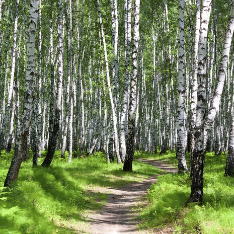 Helppo tapa vähentää stressiä: mene metsään