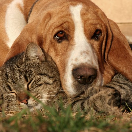 Ihmisille osataan järjestää hautajaisia, mutta miten toimia, kun rakas lemmikki kuolee?