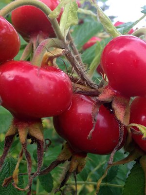 Ruusunmarjat sopivat ruuanlaittoonkin, parasta ne ovat kuivattuina tai soseena.