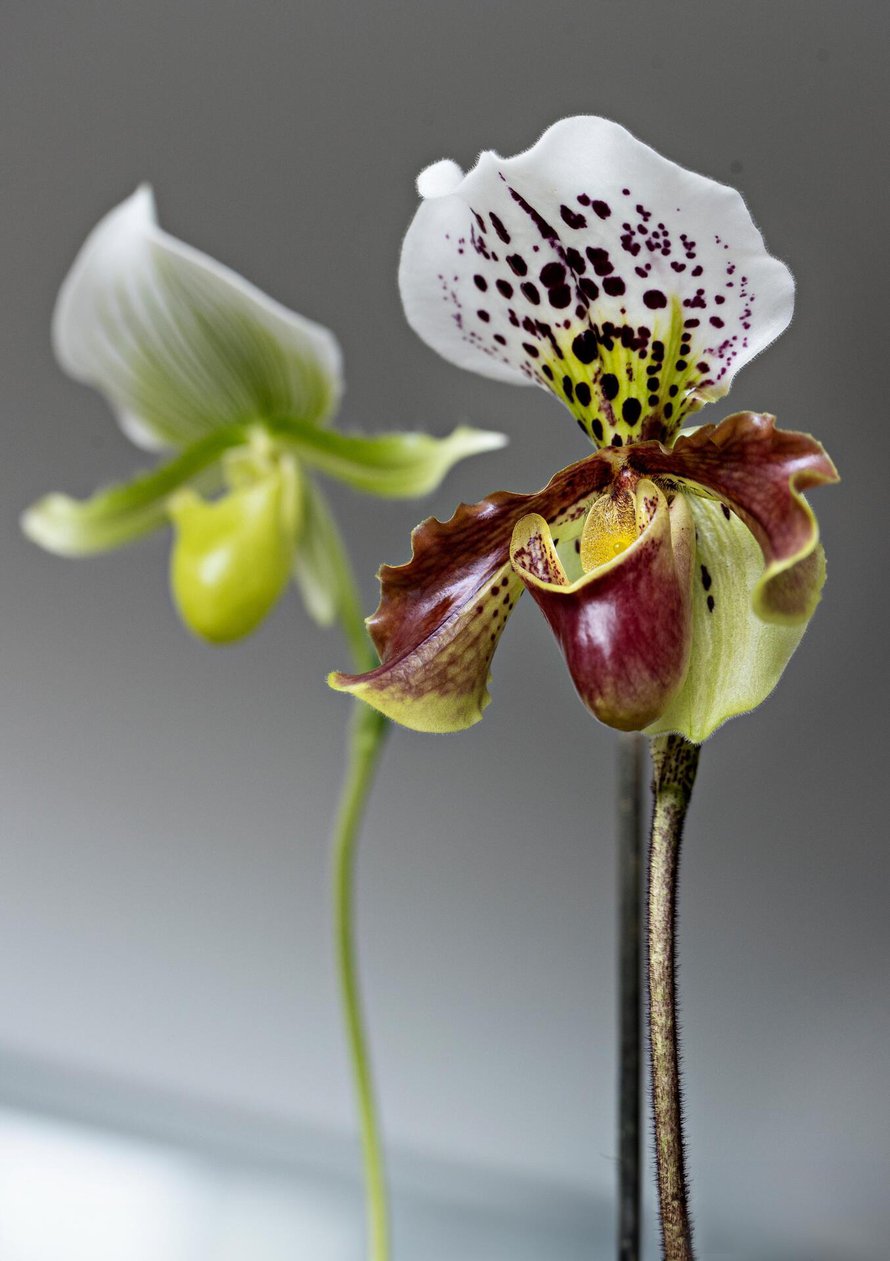 Taustalla Paphiopedilum Maudiae  ’Femma’ ja edessä Pahiopedilum American Hybrid, näyttävät ja pitkään kukkivat venuksenkengät. Molemmat ovat erinomaisia kasveja aloittelijoille. 