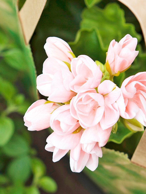 Tulppaanipelargoni on kaunis pienikukkainen tulppaanilajike.
