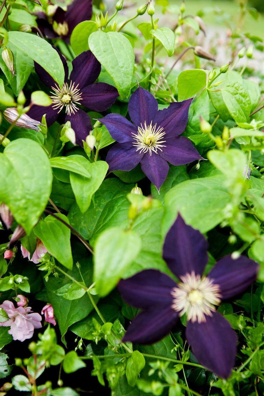 Suurikukkainen, tummanlila Clematis Romantika kukkii elokuussa. Se viihtyy muiden suurikukkaisten kärhöjen tavoin aurinkoisella tai puolivarjoisalla ja suojaisalla paikalla. Taimia voi istuttaa pitkin kesää. Suojaa juuret kuumuudelta istuttamalla kärhön eteen matalia perennoja.