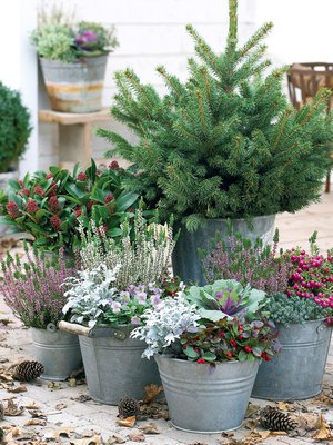 Ämpäreihin istutetut värikkäät syyskasvit pidentävät puutarhakautta.