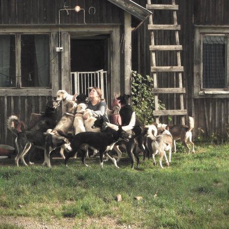 22 rekikoiran lauma pitää seuraa emännälleen Eliisalle.