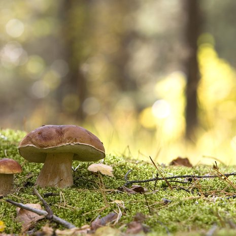 Oi, nuo liikuttavat, terhakat herkkutatit!