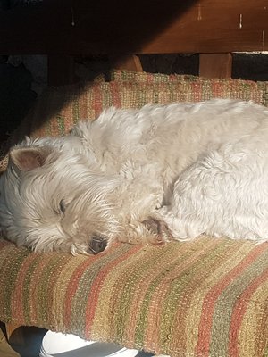 Eetu-terrieri ottaa päiväunet mielellään auringossa.