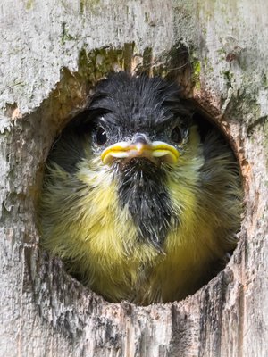 Menneen kesän pesäainekset on syytä siivota pois talveksi. 